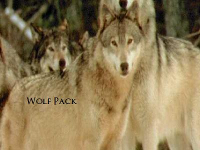Clan wolfpack.jpg